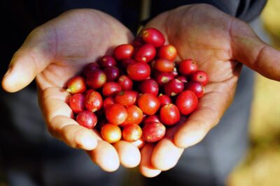 手のひらに乗せたコーヒーチェリー
