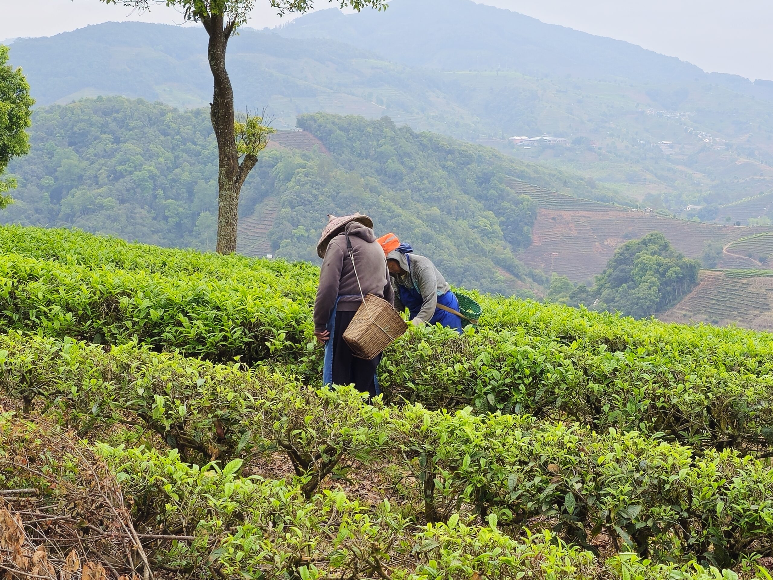 5年ぶりの雲南訪問、そして曾さんの今